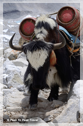 Yak transporting gear along the trail