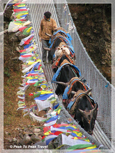 Yaks on Bridge